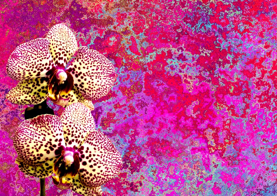 Plant blossom bloom