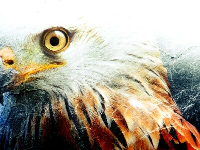 Beak feathers predator