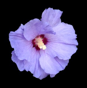 Flower blossom bloom
