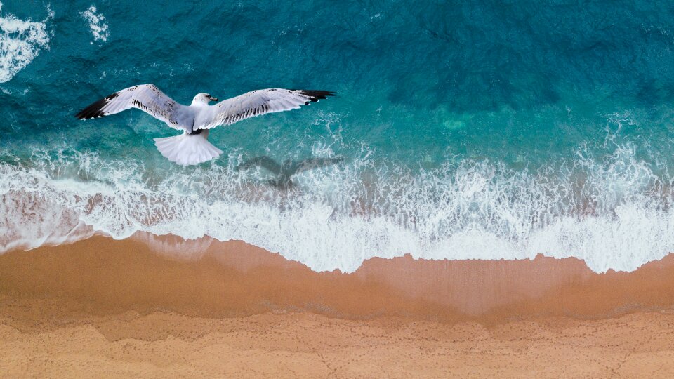 Water beach bird