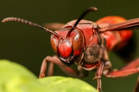 Insect animal wildlife