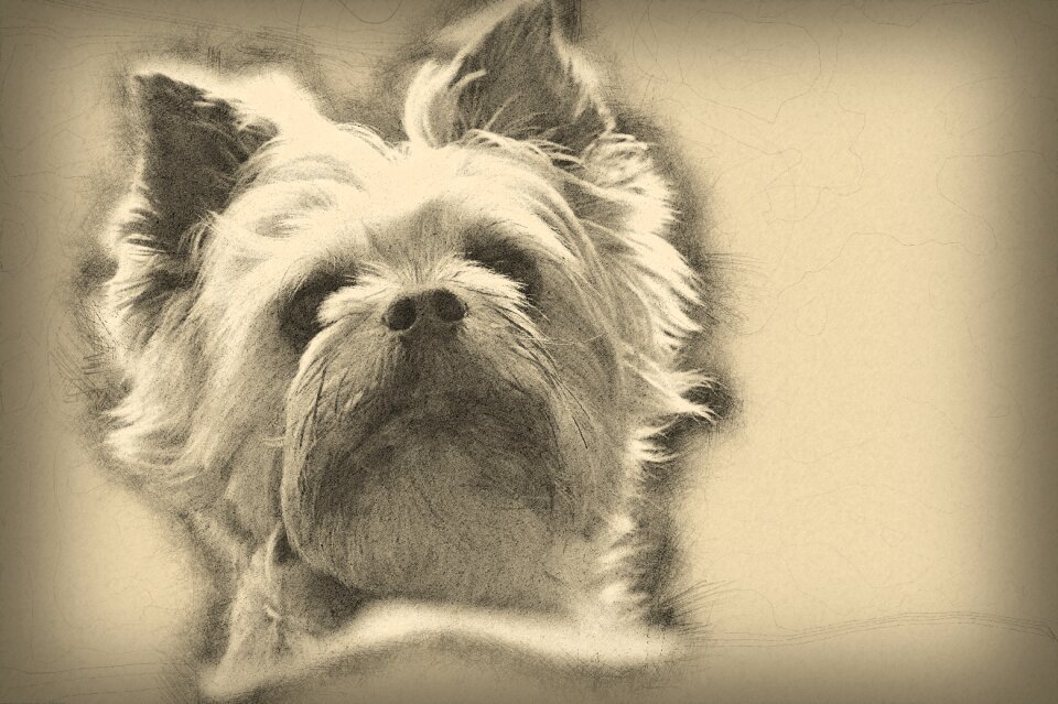 Dog pencil Free illustrations