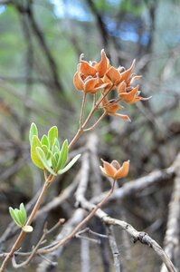 Wild flora plant wild