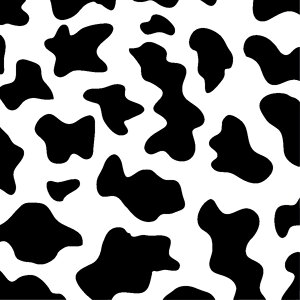 White background cow