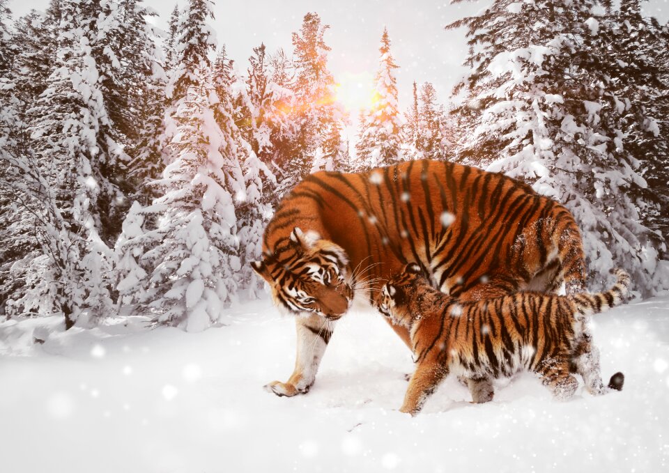 Cat carnivores dangerous