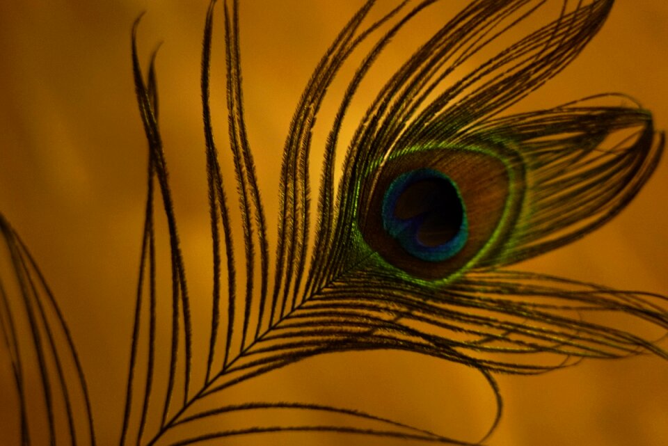 Peacock bird Free illustrations