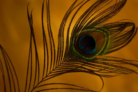 Peacock bird Free illustrations
