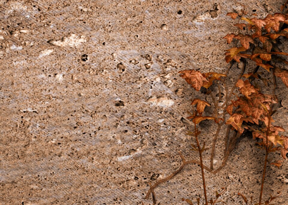 Climber plant plant common ivy