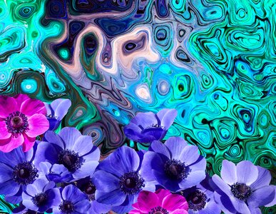 Bloom poppy blue