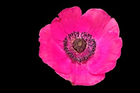 Red anemone spring