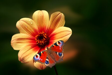 Butterfly dahlia peacock butterfly
