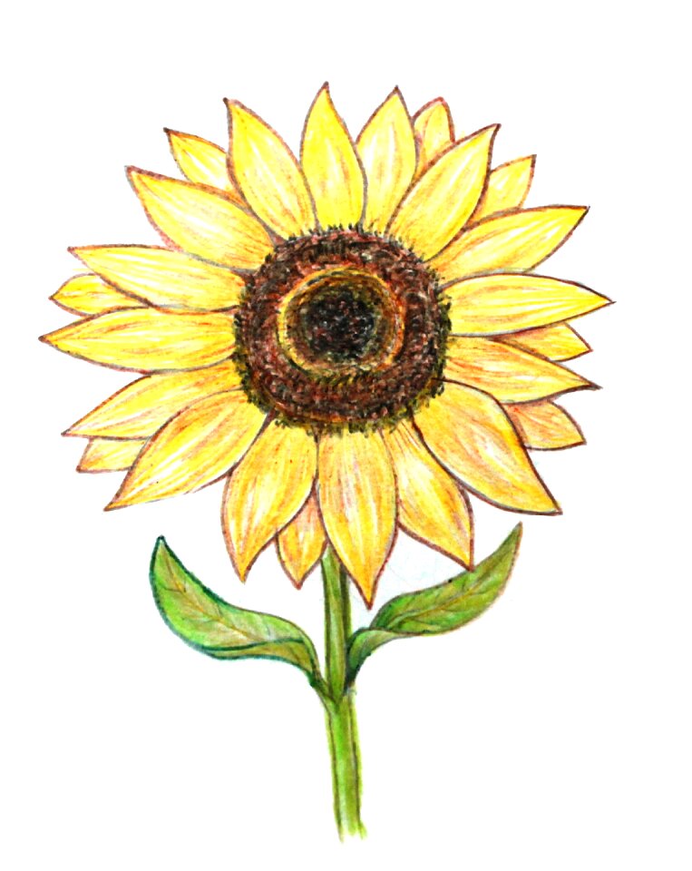 Decoration hand drawn Free illustrations