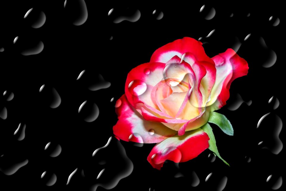 Rose red red rose