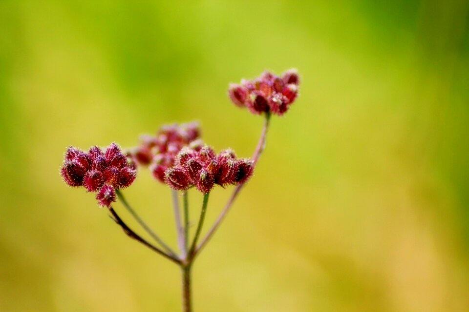 Summer flowers garden water