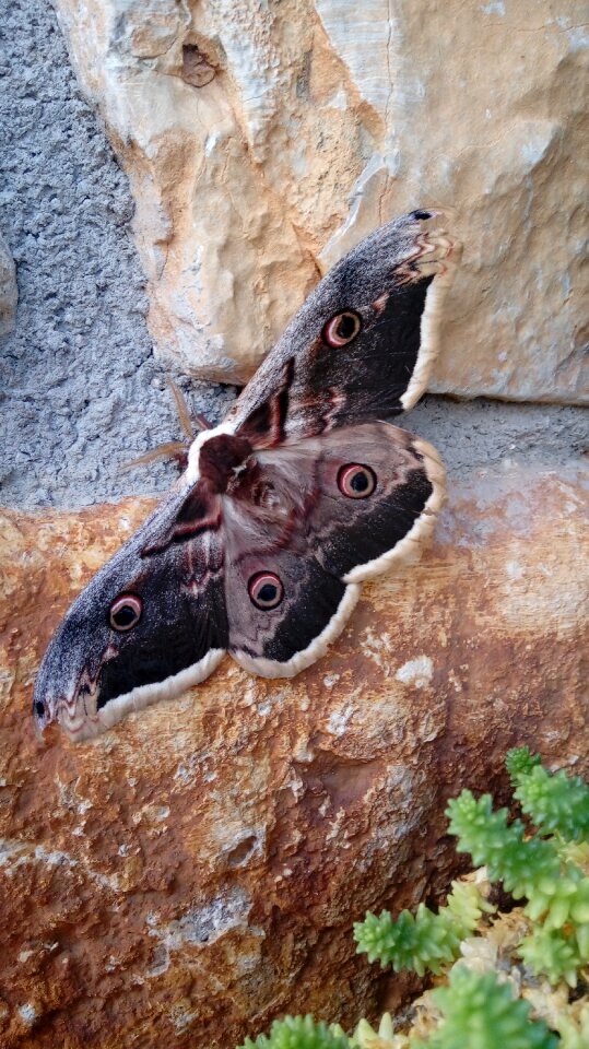 Nature wings animal