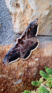 Nature wings animal