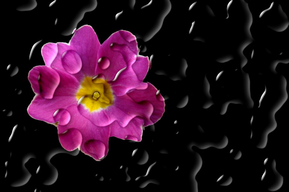 Primrose cowslip drop of water