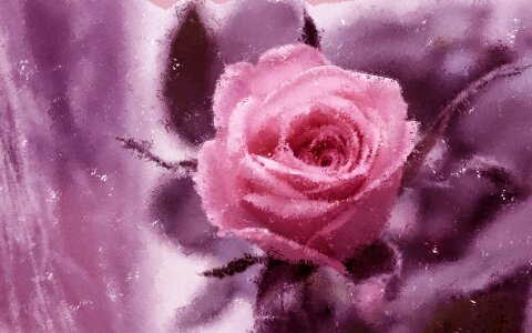 Pink background pink rose pink painting