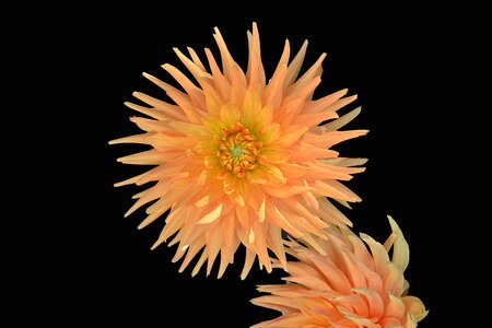 Toussaint flowering plant