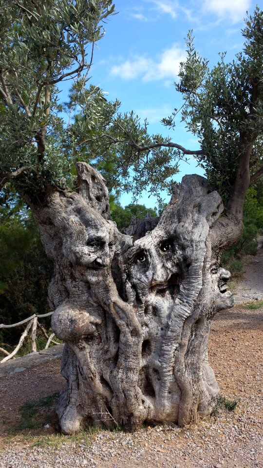 Sculpture nature wood