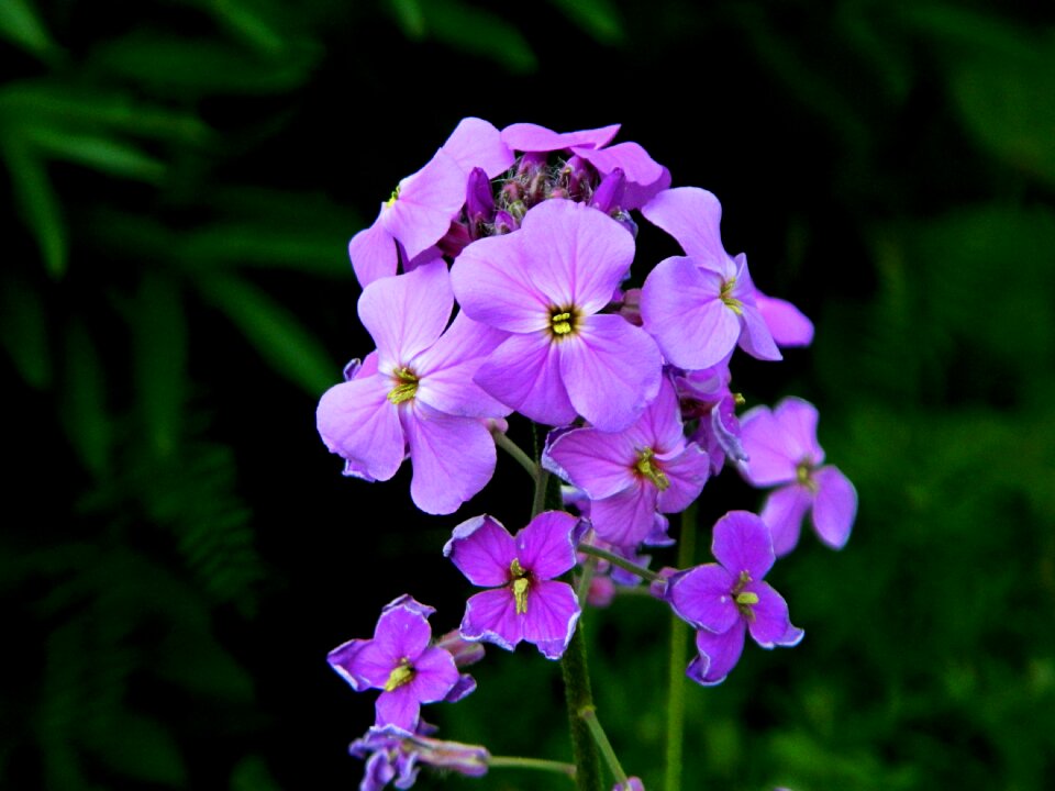 Botany blooming gardening