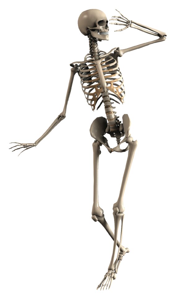 Skelet internal skeleton bone