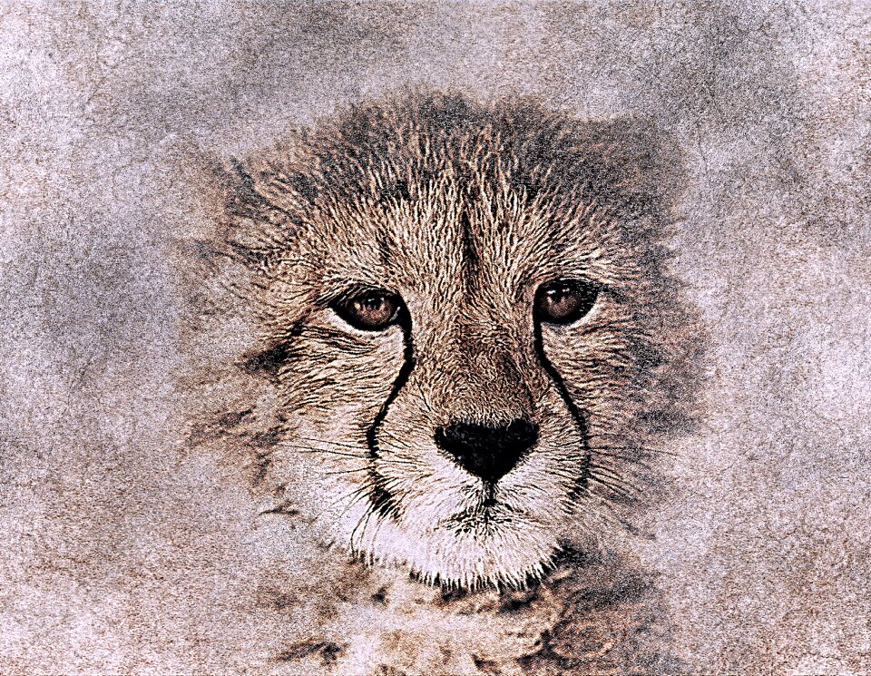 Vintage baby animal