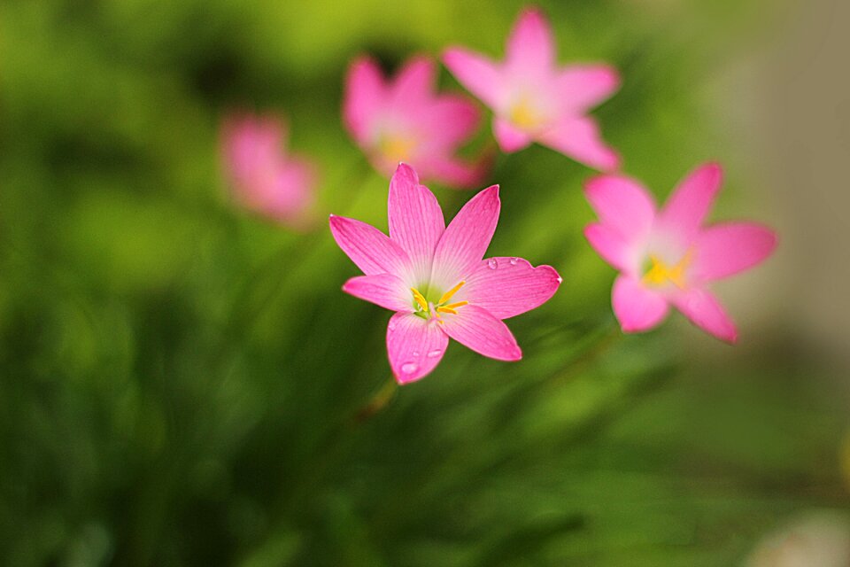 Blossom blooming macro