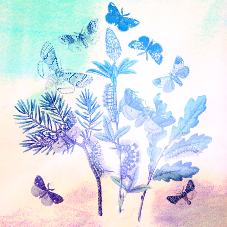 Nature insect pattern