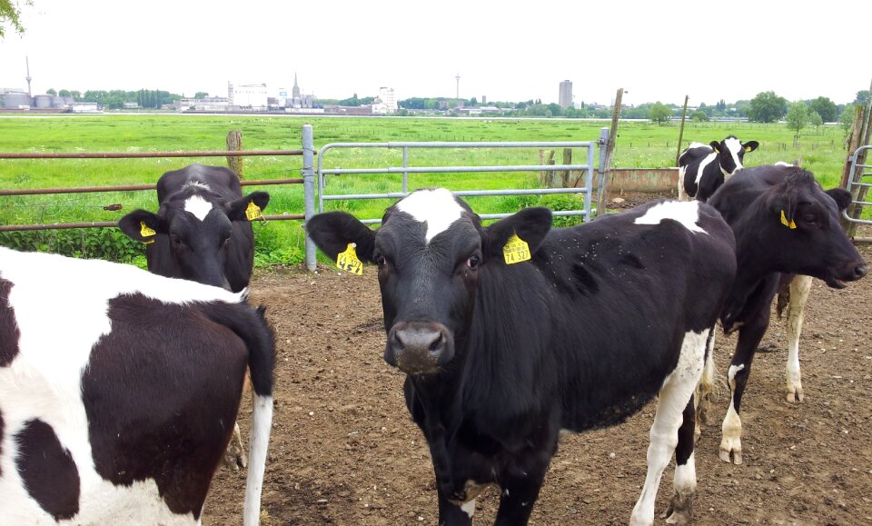 Pasture summer animal