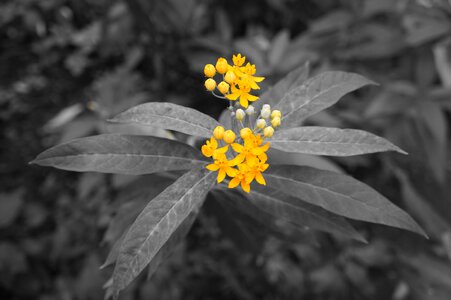 Black background yellow flowers plant