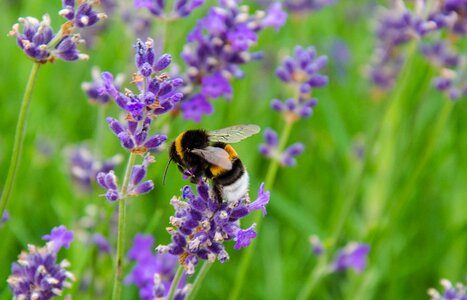 Violet nature summer