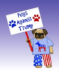 Cute funny pugs against trump