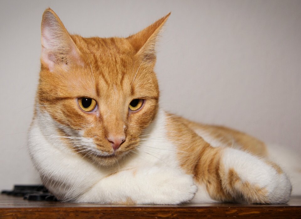 Charming animal portrait tempting