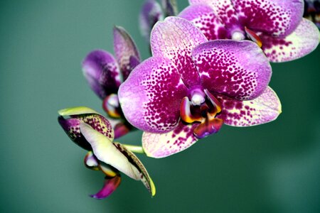 Flower white violet violet