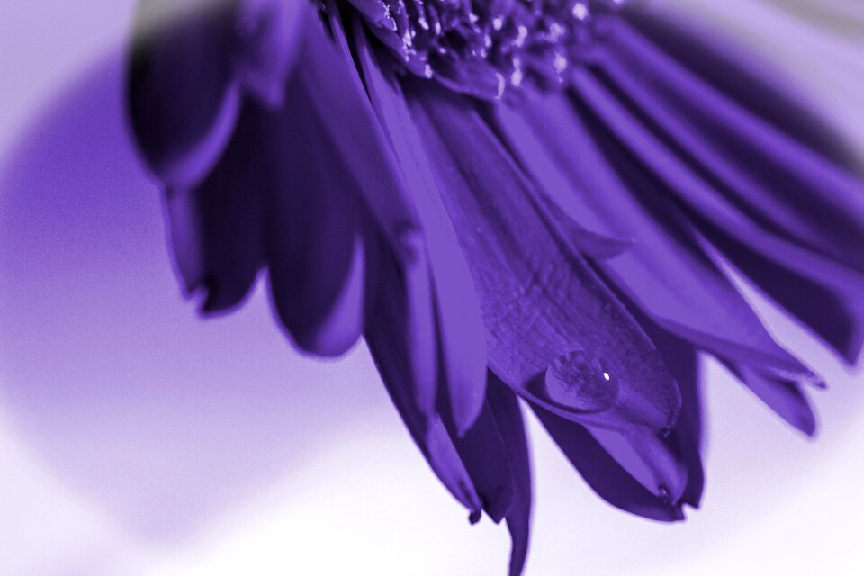 Bouquet macro nature