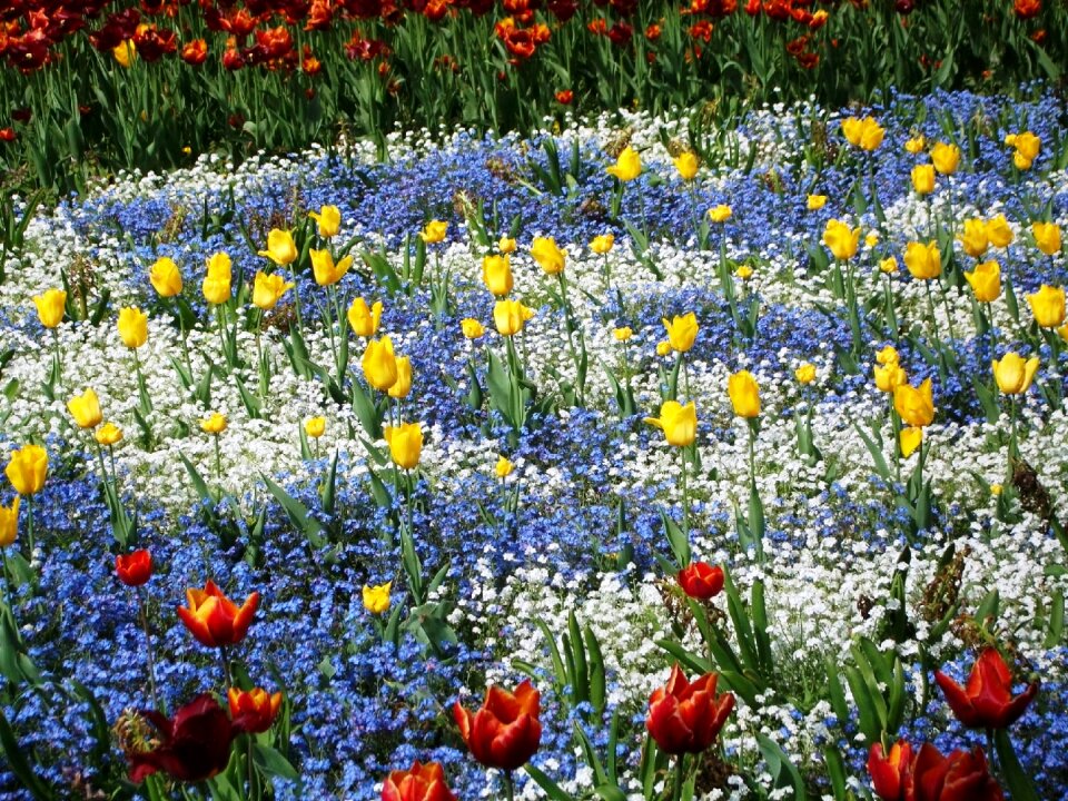 Spring flora plant