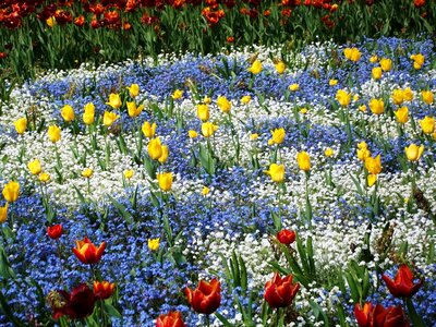 Spring flora plant