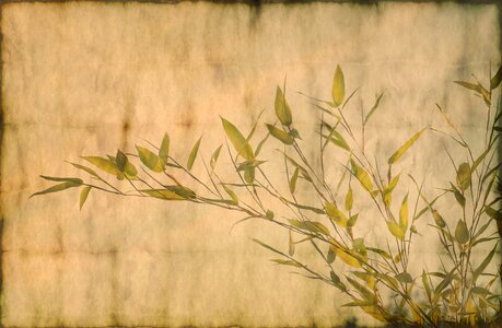 Leaves branch bokeh