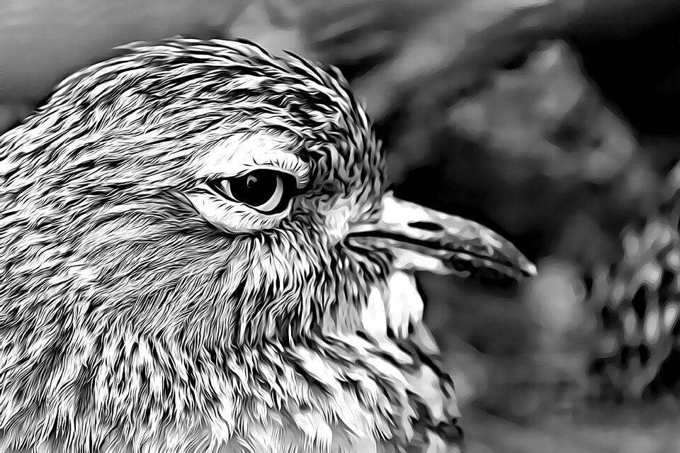 Beak eye pen