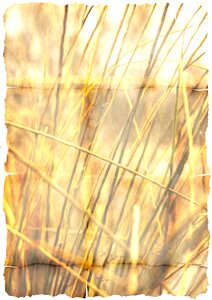 Grasses halme stalk