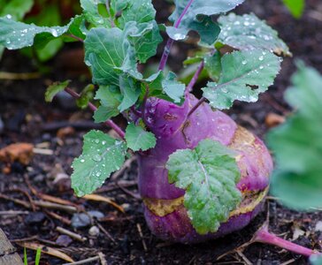 Garden cultivation purple