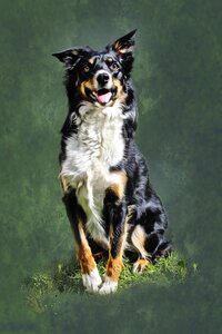 Pet stoic proud