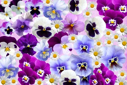 Easter nature flowers