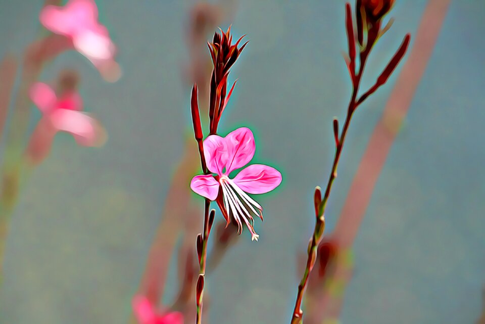 Plant digital graphics
