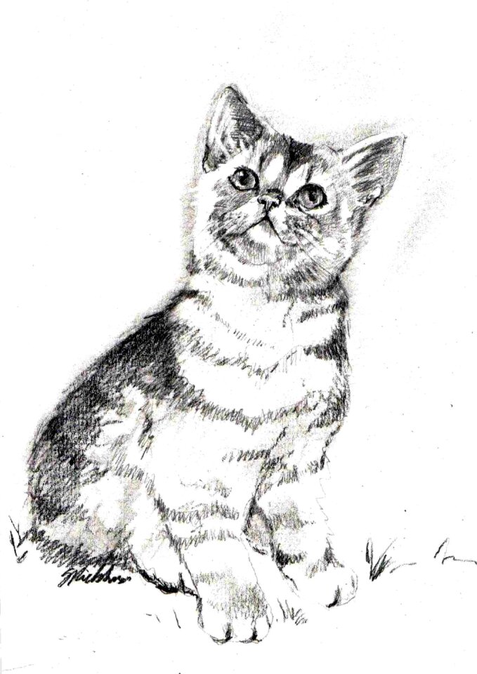 Picture kitten Free illustrations