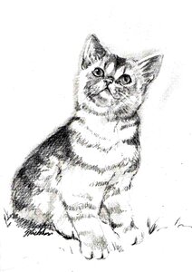 Picture kitten Free illustrations