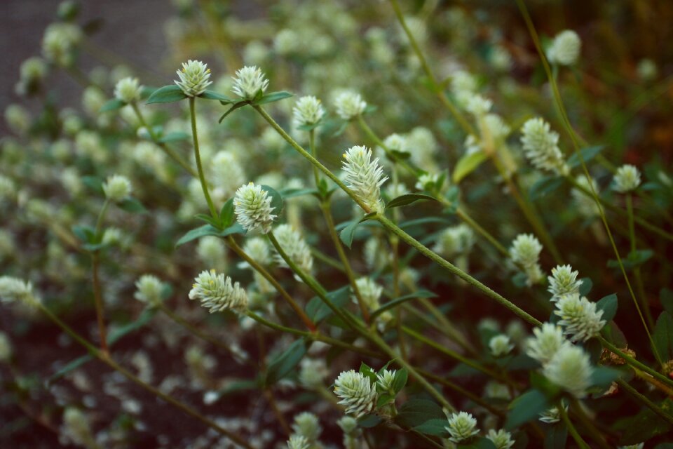 Green flower summer