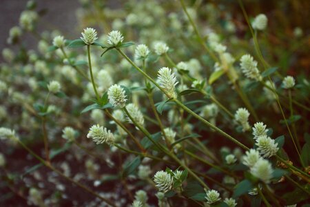 Green flower summer