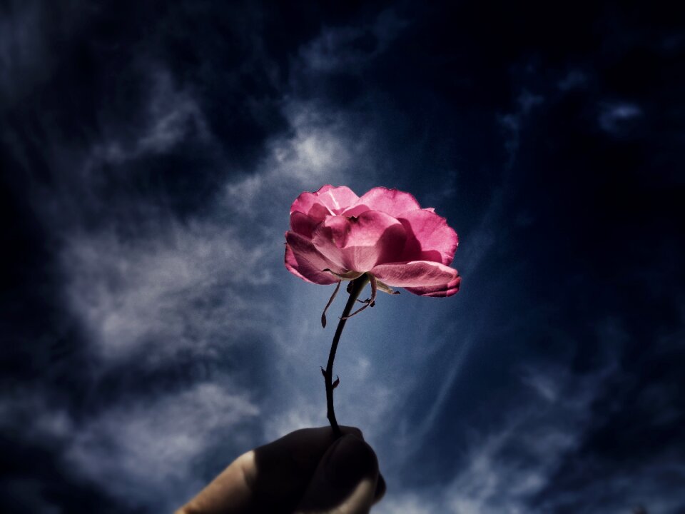 Flower nice Free illustrations